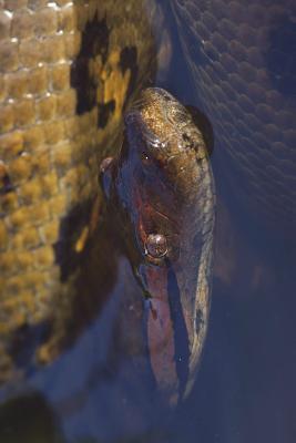 Full Download Anaconda Journal: 150 Page Lined Notebook/Diary -  | PDF