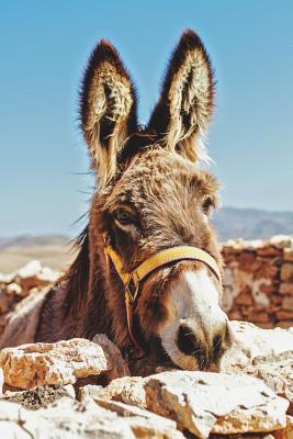 Download Donkey Dot Grid Journal: A Cute Blank Dotted Book: Beautiful Donkey Bulleted Notebook for Journaling, Writing, Sketching: Lovely Donkey Cover - Tiny Ranch Press file in ePub